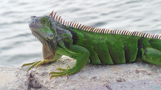 Hayvanların Sınıflandırılması: Temel Gruplar ve Özellikleri 6 iguana 3584049 640
