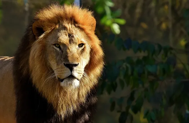 Aslan Krallığı 1 aslan krallığı