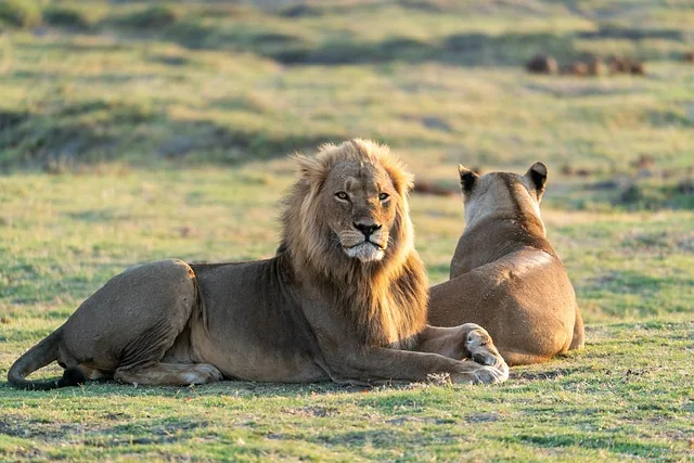 Aslan Krallığı 5 lion 5751867 640