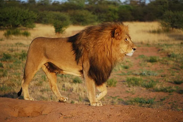Aslan Krallığı 4 lion 805084 640