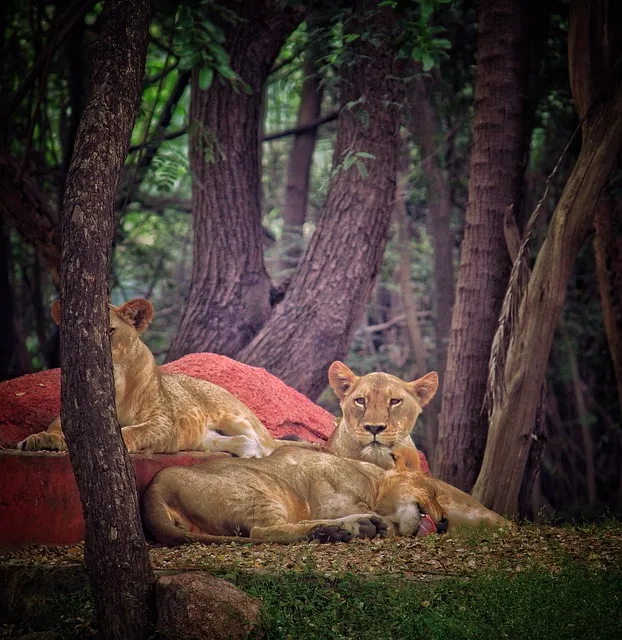 Aslan Krallığı 3 lioness 6997214 640