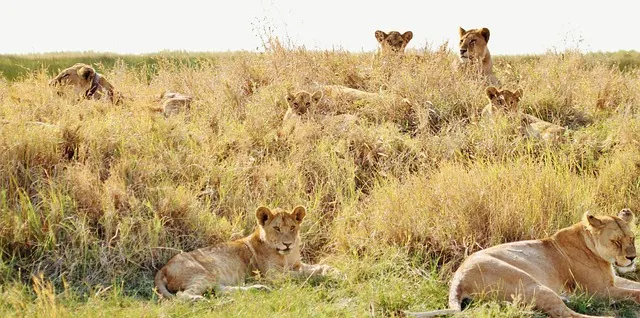 Aslan Krallığı 2 lions 278365 640