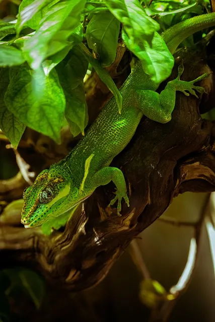 Torpor ve Yaz Uykusu : Kış Uykusunun Bilinmeyen Kardeşleri 3 lizard 7203833 640