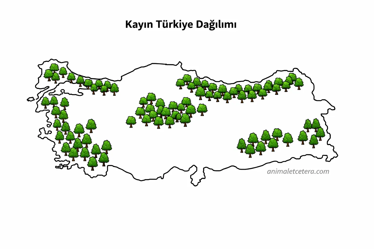 kayin dagilimi turkiye