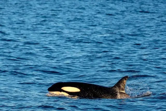 orca katil balina