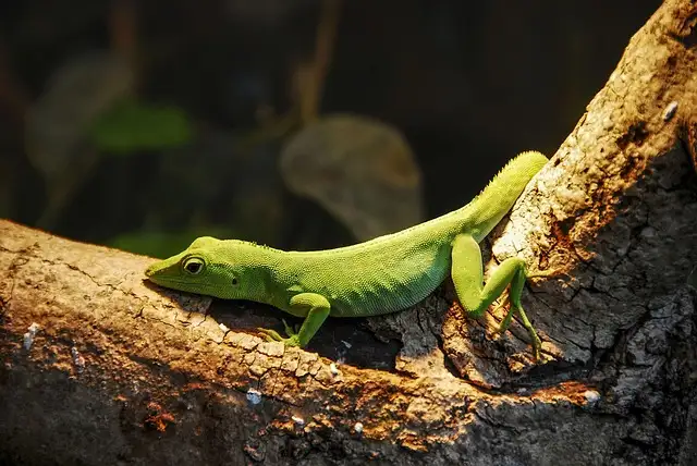 sıcakkanlı ve soğukkanlı hayvanlar